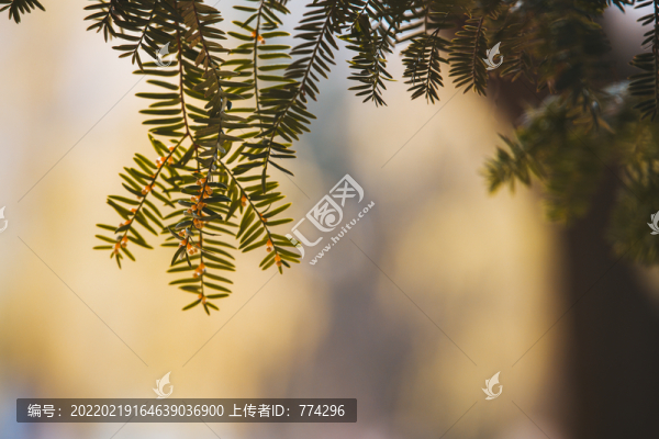 紅豆杉的花