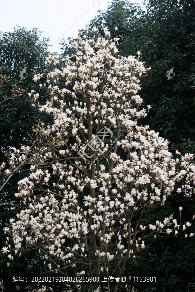 玉蘭花樹