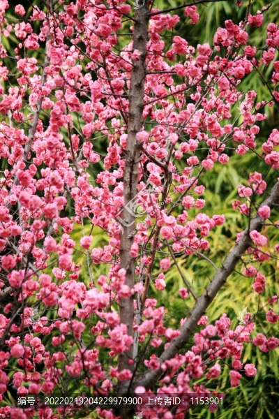 紅梅花樹