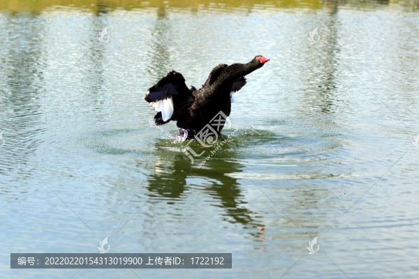南京玄武湖春