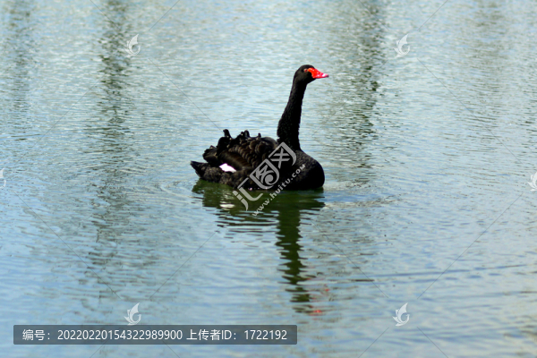 南京玄武湖春
