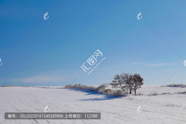 東北冬景雪景藍(lán)天獨(dú)樹一棵樹