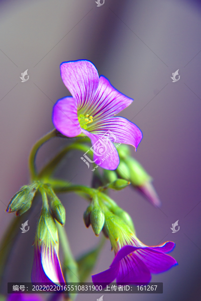 櫧頭紅花