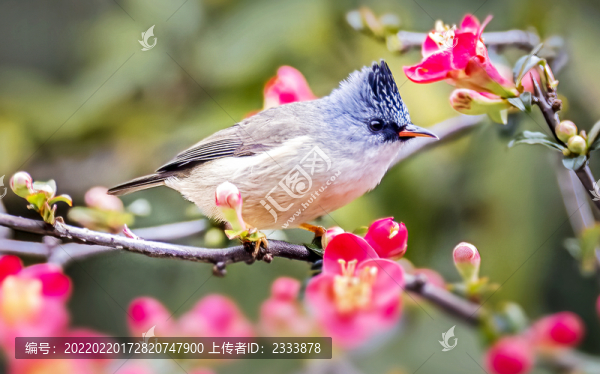 小鳥