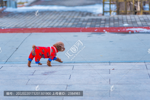 穿著紅色衣服的泰迪小狗