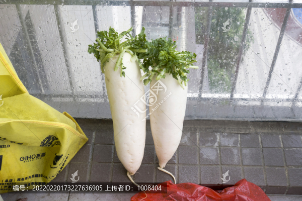 兩根白蘿卜素材