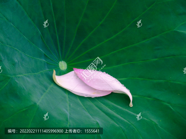 荷花瓣