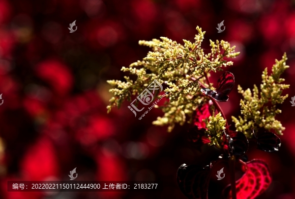 姹紫嫣紅
