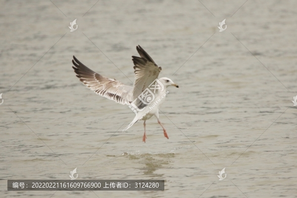 海鷗覓食