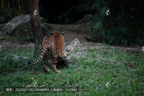 孟加拉虎