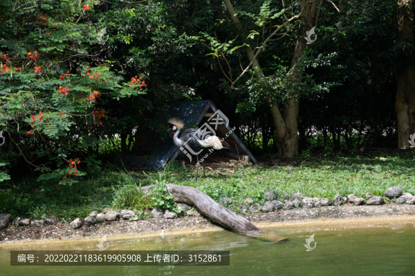 東非冕鶴