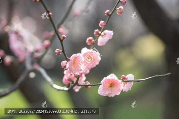 梅花
