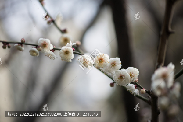 梅花盛開