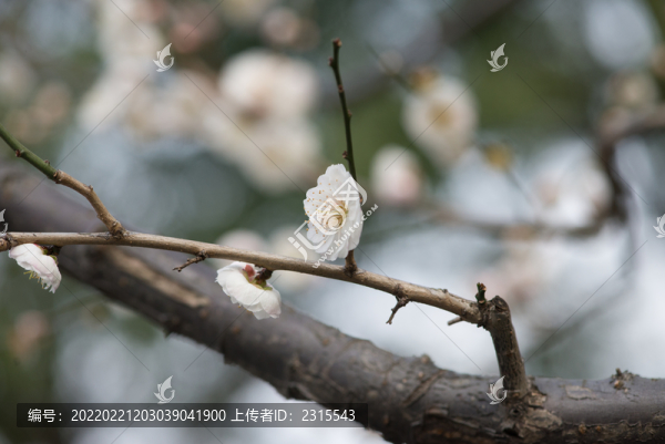 梅花迎春
