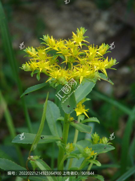 費菜的花期