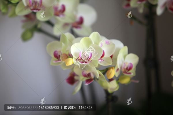 蝴蝶蘭