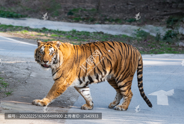 野生動物園里的老虎獅子