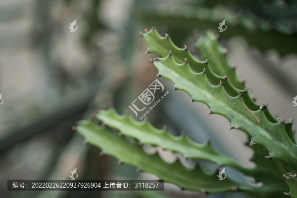 熱帶植物仙人掌科綠植