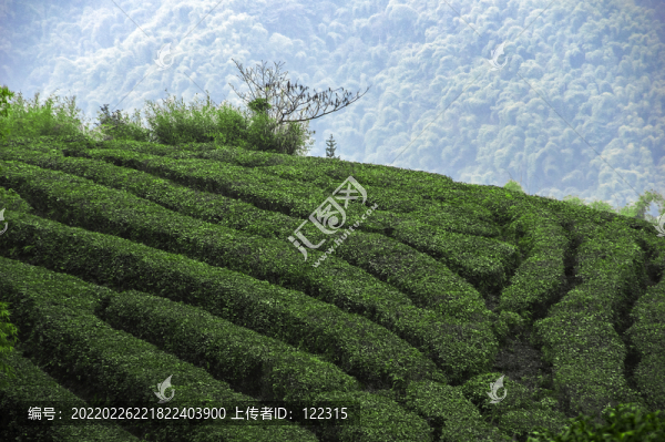 茶山之春