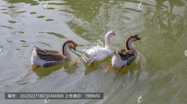 湖里的鵝