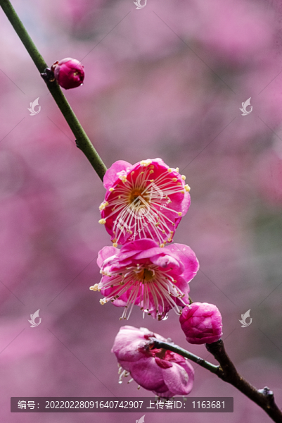 梅花