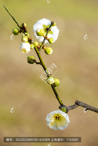 梅花