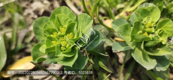 小草