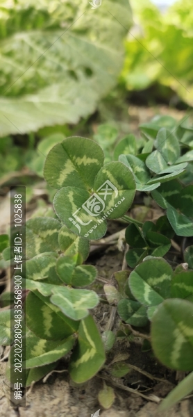 小草