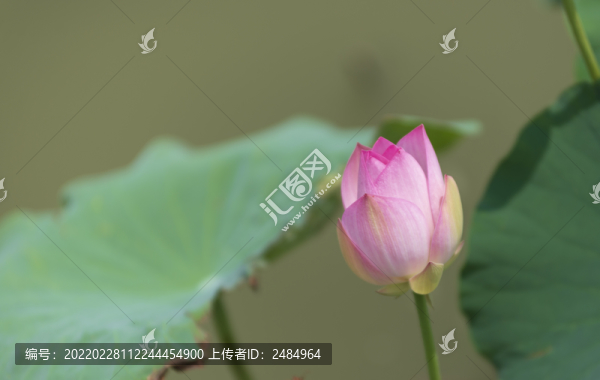 荷