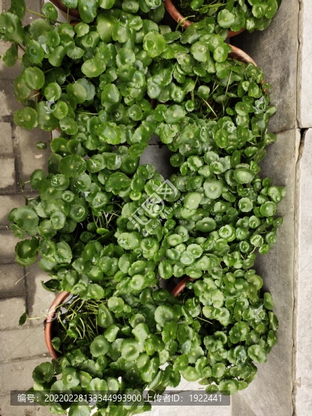 銅錢草綠植