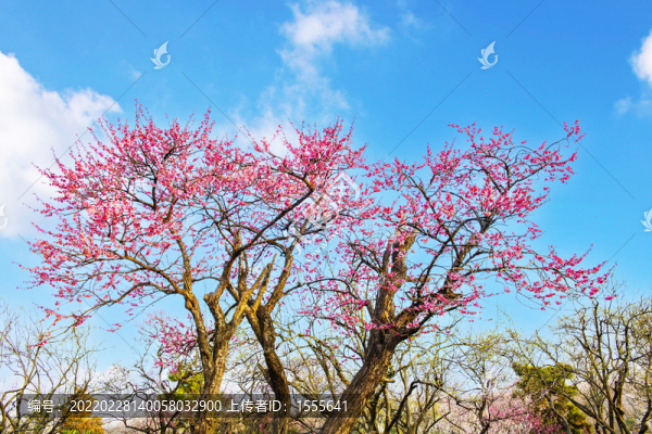 南京梅花山梅王