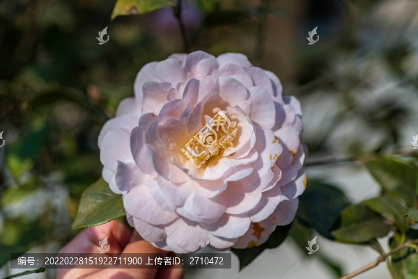 春天山茶花微距攝影圖