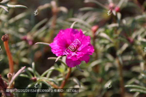重瓣太陽花