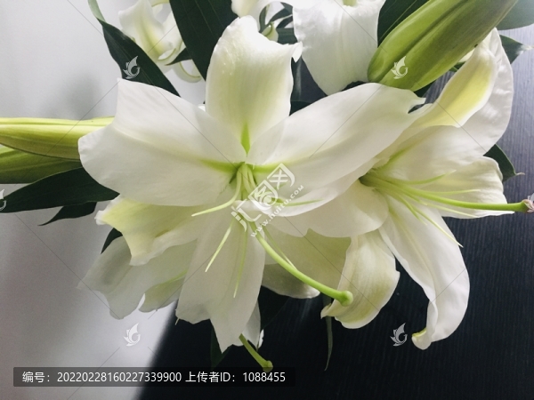 白百合花
