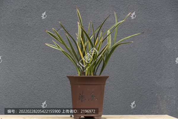 金邊蘭草盆景