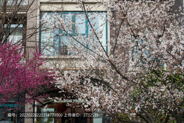 梅花