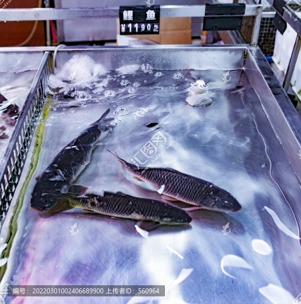 鯉魚