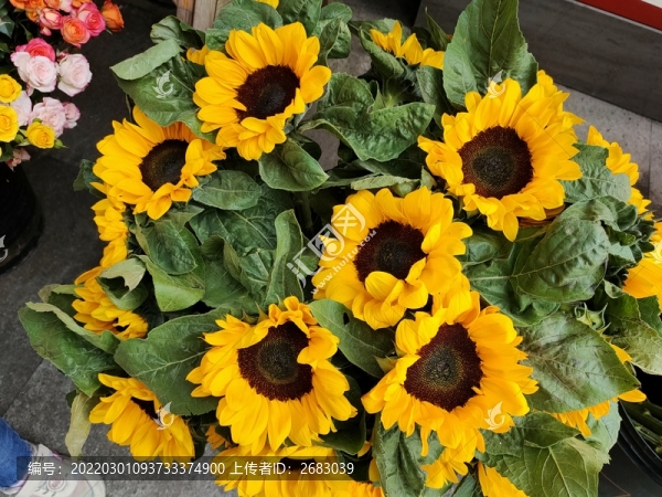 太陽花