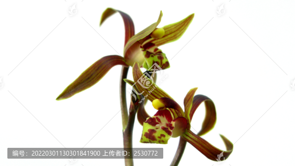 蘭花