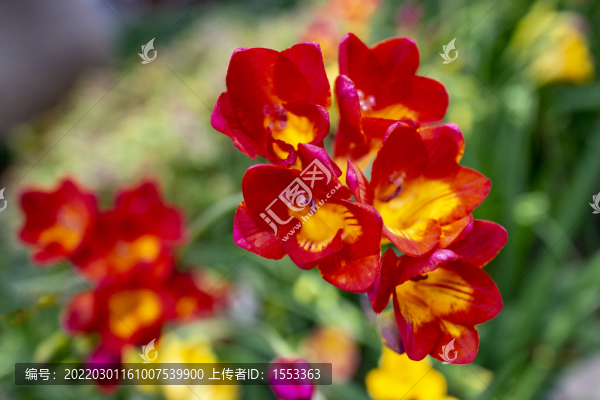 鮮花