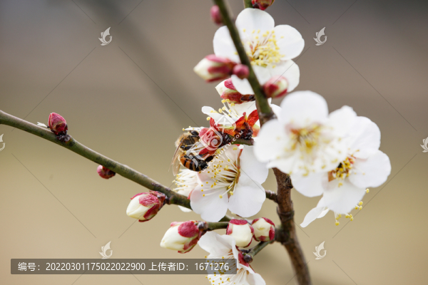蜂戀花