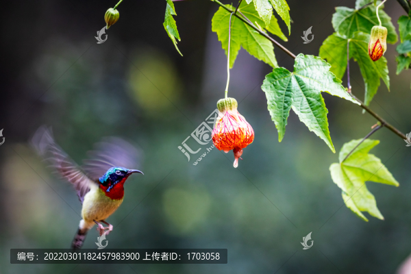 太陽鳥