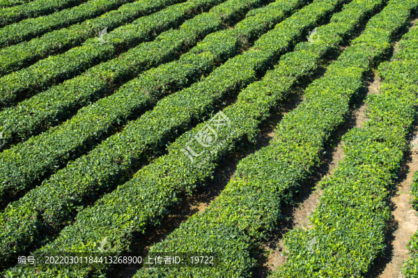 海南白沙綠茶園
