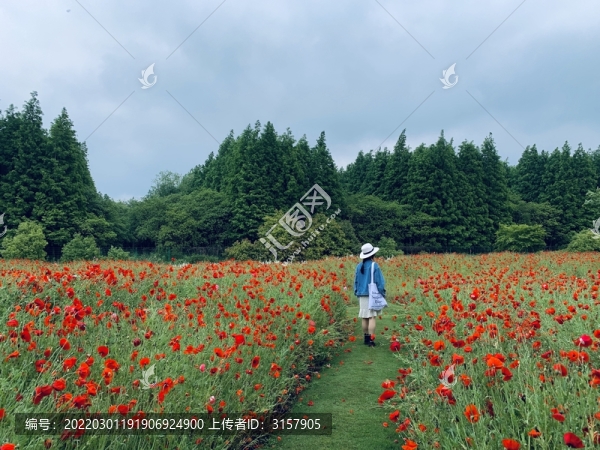 女孩與花海