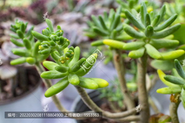 多肉植物