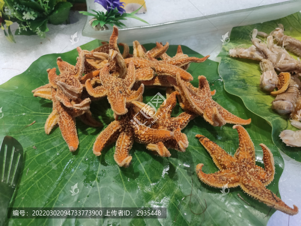 海星