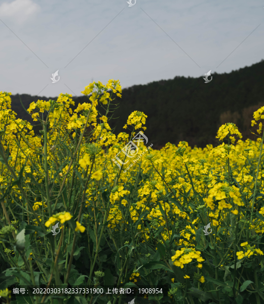油菜花