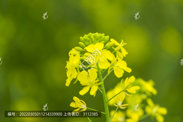 長沙湘府南路的油菜花