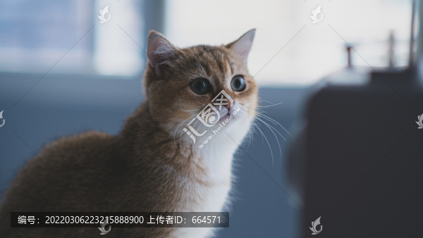 金漸層