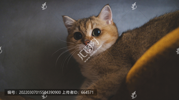金漸層